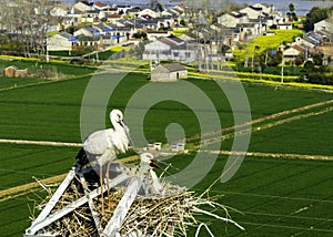 Huaian, Jiangsu: Oriental white storks, the \