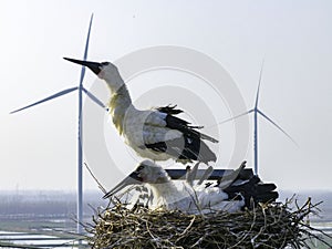 Huaian, Jiangsu: Oriental white storks, the \