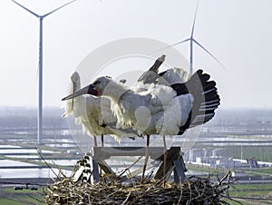 Huaian, Jiangsu: Oriental white storks, the \