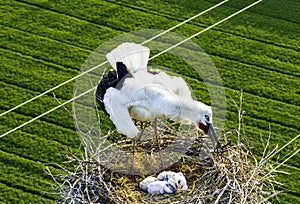 Huaian, Jiangsu: Oriental white storks, the \