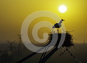 Huaian, Jiangsu: Oriental white storks, the \