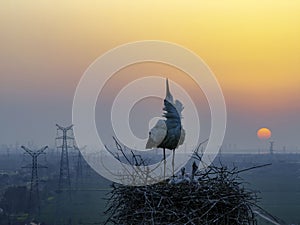 Huaian, Jiangsu: Oriental white storks, the \