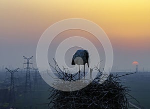 Huaian, Jiangsu: Oriental white storks, the \