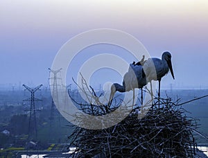 Huaian, Jiangsu: Oriental white storks, the \