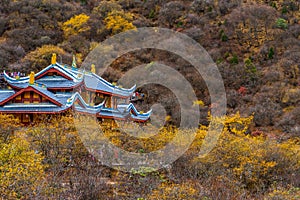 Huanglong National Park , Yellow Dragon during autumn afternoon in Ngawa Tibetan and Qiang in Sichuan , China : 18 October 2023