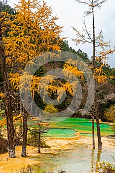 Huanglong National Park , Yellow Dragon during autumn afternoon in Ngawa Tibetan and Qiang in Sichuan , China : 18 October 2023