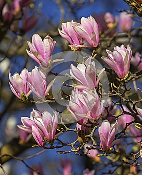 Huangshan, magnolia cylindrica, flowers