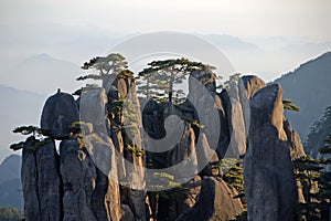 Huangshan Mountain in Anhui Province, China. Close up view at sunrise from Dawn Pavilion with a rocky outcrop and pine trees