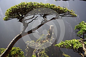 Huangshan Mountain pine