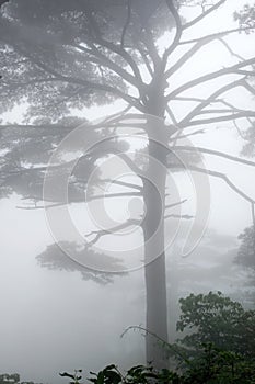 Huangshan (yellow mountain) pine tree, Huang Shan, China.