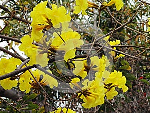 Huangzhong wood flowers and trees landscape