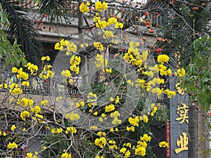 Huangzhong wood flowers and trees landscape