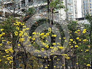 Huangzhong wood flowers and trees landscape