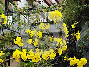 Huangzhong wood flowers and trees landscape