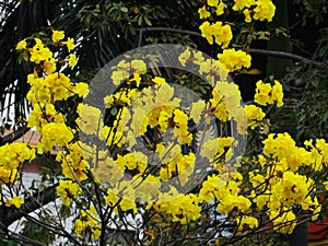 Huangzhong wood flowers and trees landscape