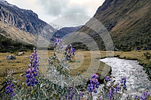 Huascaran National Park located in Cordillera Blanca, Peru