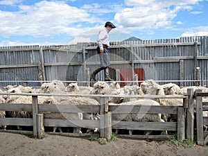 Huaso - Gaucho floating sheep on Sheep Farm - Chile