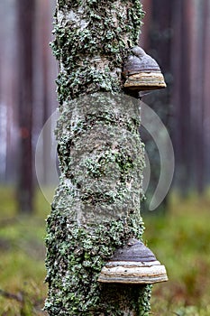 A hub growing on a birch. Parasite on dead deciduous tree