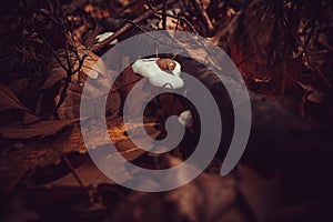 Hub on a tree in a autumn forest. Very nice colors, dark blurred background.