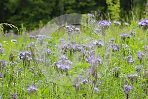 Hubby Phacelia wild grass flower, flowering meadow, purple lilac flower