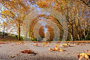 Hubei Wuhan East Lake Scenic Area Late Autumn Scenery