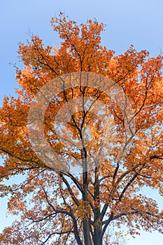 Hubei Wuhan East Lake Scenic Area Late Autumn Scenery