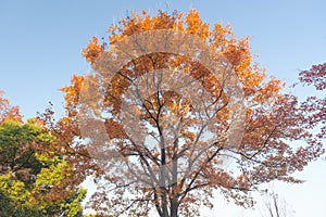 Hubei Wuhan East Lake Scenic Area Late Autumn Scenery