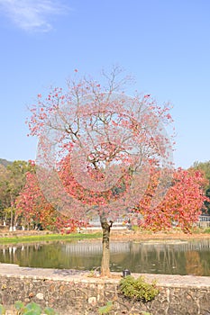 Hubei Wuhan East Lake Scenic Area Late Autumn Scenery