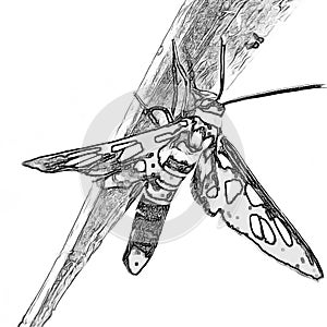 Hubner's wasp moth 3D sketch