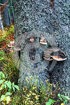 A hubs growing on a tree