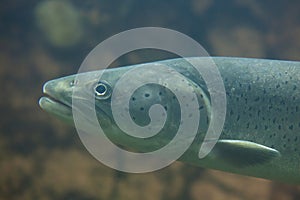 Huchen (Hucho hucho) or Danube salmon.