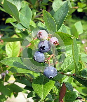Huckleberries