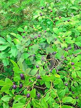 Huckleberries