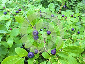 Huckleberries