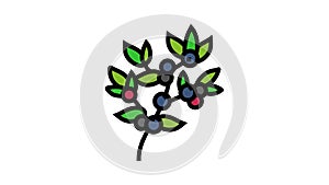 huckleberry bilbery plant color icon animation