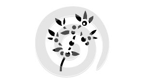 huckleberry bilbery plant glyph icon animation