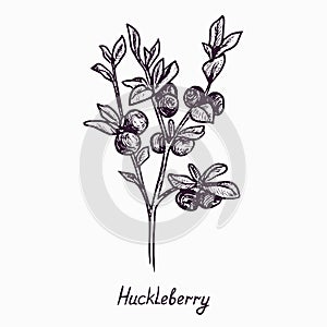 Huckleberry branch with berries and leaves, outline simple doodle drawing with inscription