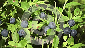 Huckleberry Bush in Wood, Berries, Forest Fruit in Mountains, Wild Bilberries, Blueberries, Huckleberries, Vaccinium Corymbosum