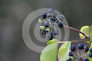 Huckleberry fruit in various stages, 2.