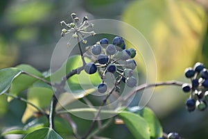 Huckleberry fruit in various stages, 3.