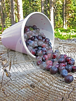 Huckleberry Harvest