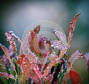 Huckleberry leaves with water droplets in the fall at Mt. Rainier, Washington, State