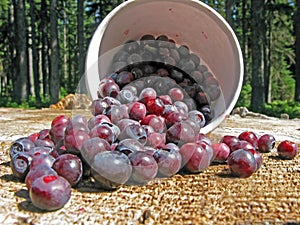 Huckleberry Picking