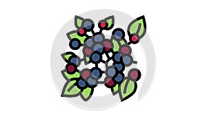 huckleberry plant branch color icon animation