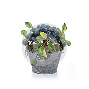 Huckleberry with planter white