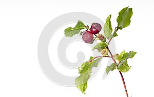 Huckleberry Twig with Fruits - Close-Up