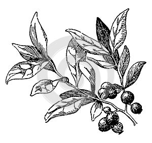 Huckleberry vintage illustration