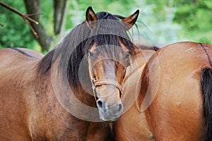 Hucul horses