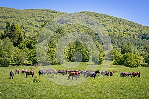 Hucul horses in Bieszczady Mountains