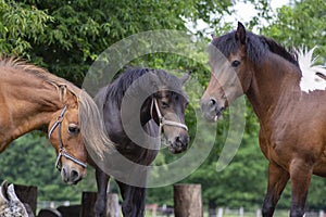 Hucul pony horses funny scene, beautiful three frightened black and brown hairy animals after fright